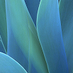 Agave