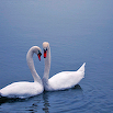 Swans In Love