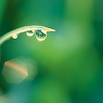 Dew Drop