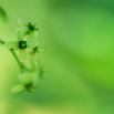 Green Flower