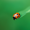 Ladybug