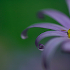 Purple Flower (3)