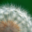 Pusteblume (2)