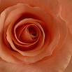 Rose (1)