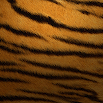 Tiger Fur