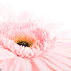 Gerbera