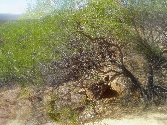 Murchison Loop im Kalbarri NP