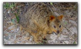 quokka