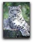 snowleopard